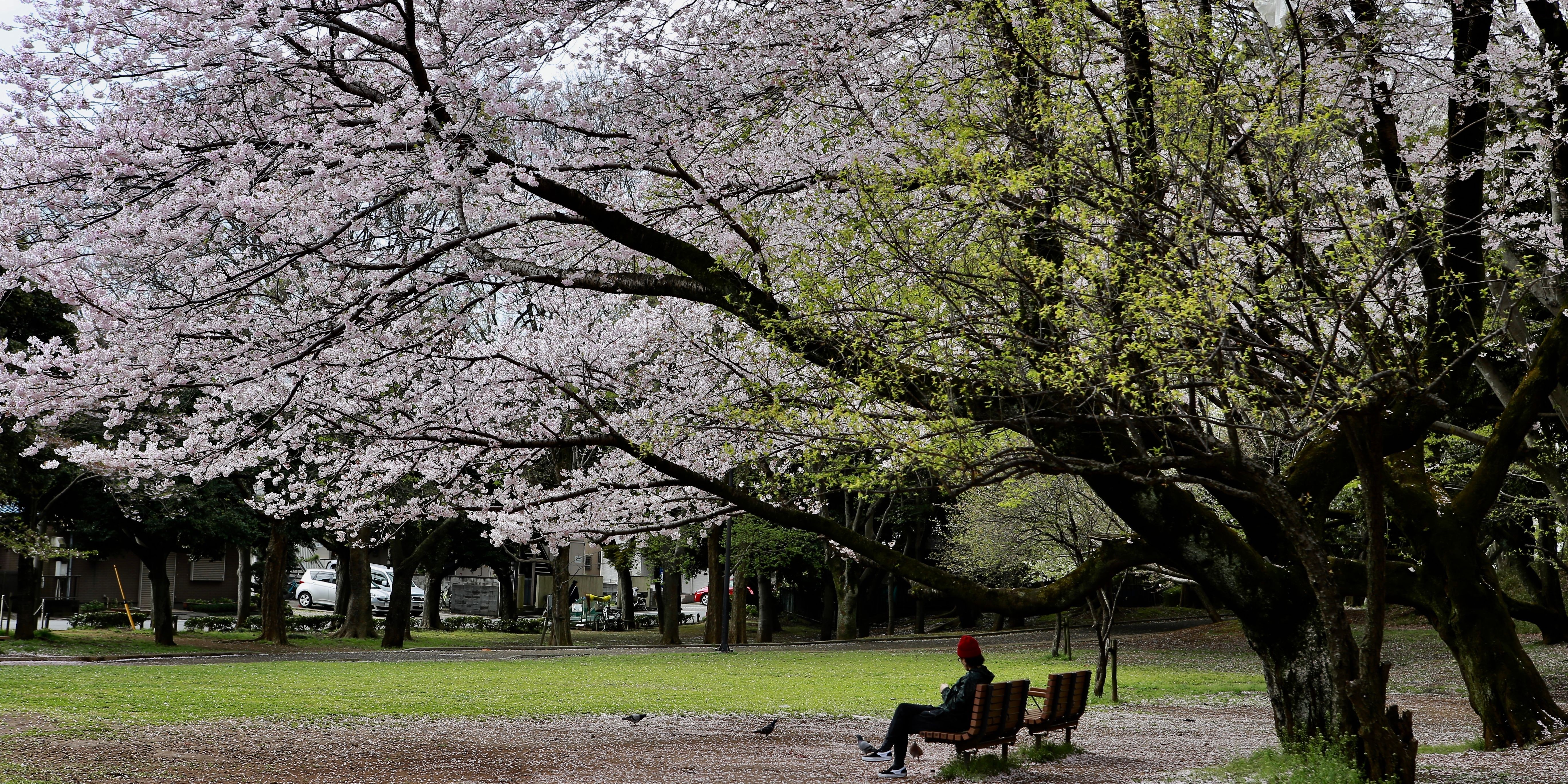 Cherry blossom sakura peak bloom forecast Japan spring 2026